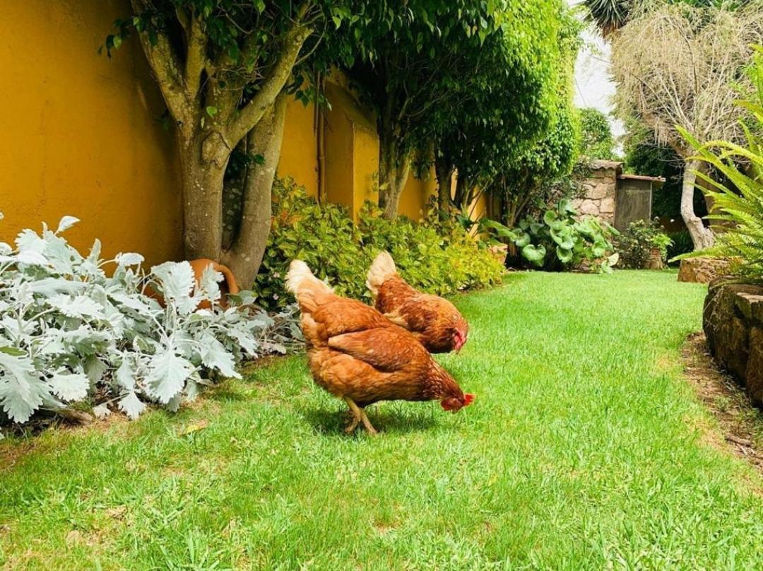 Finca El Trazo Tacoronte Kültér fotó